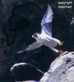 Morro Bay Peregrine Falcon copyright reserved